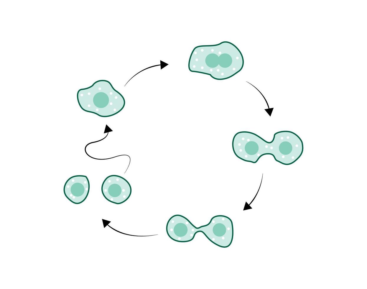 ilustración simple de la reproducción de amebas, ilustración de amebas divididas en dos vector