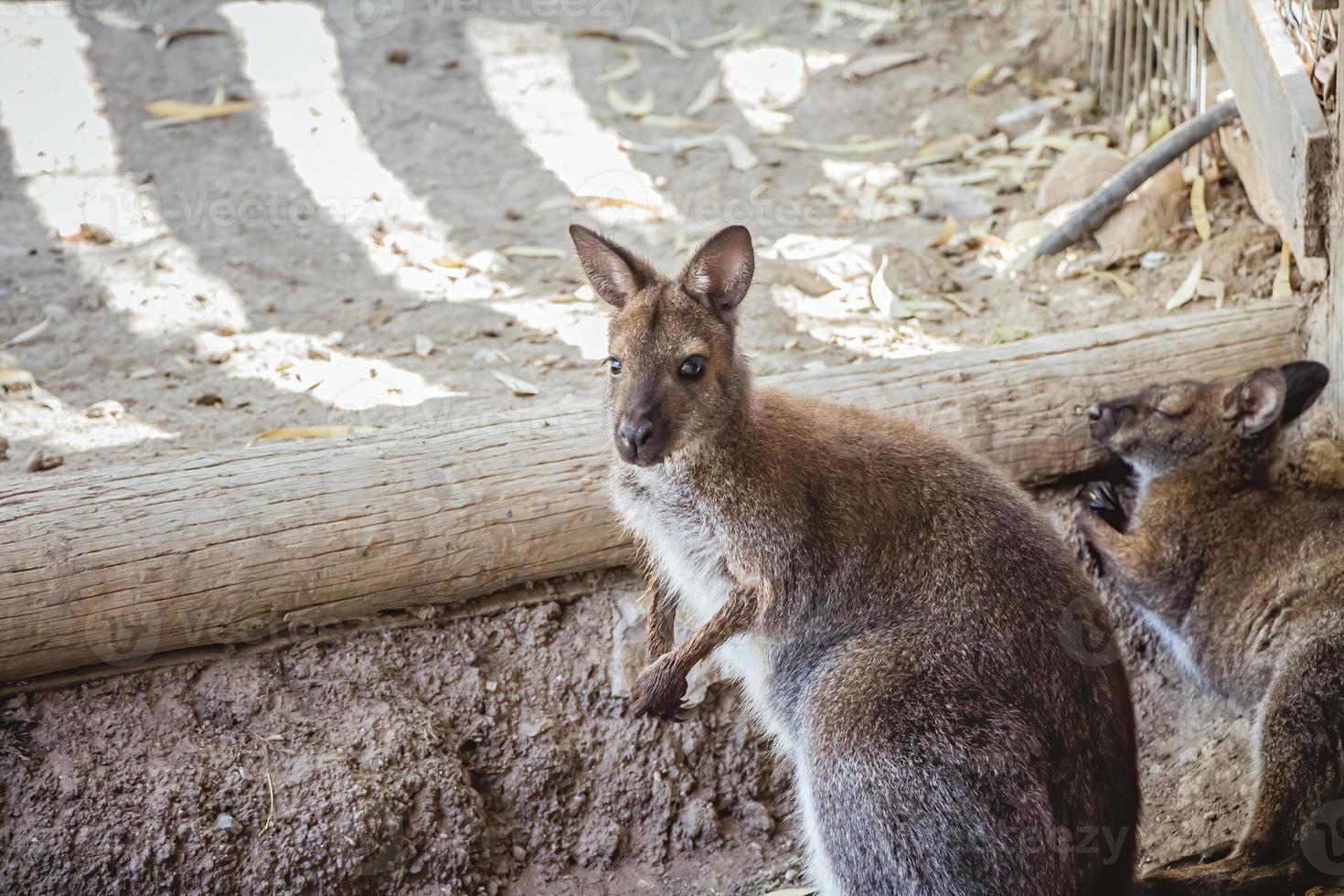 Red-necked wallaby in the zoo photo