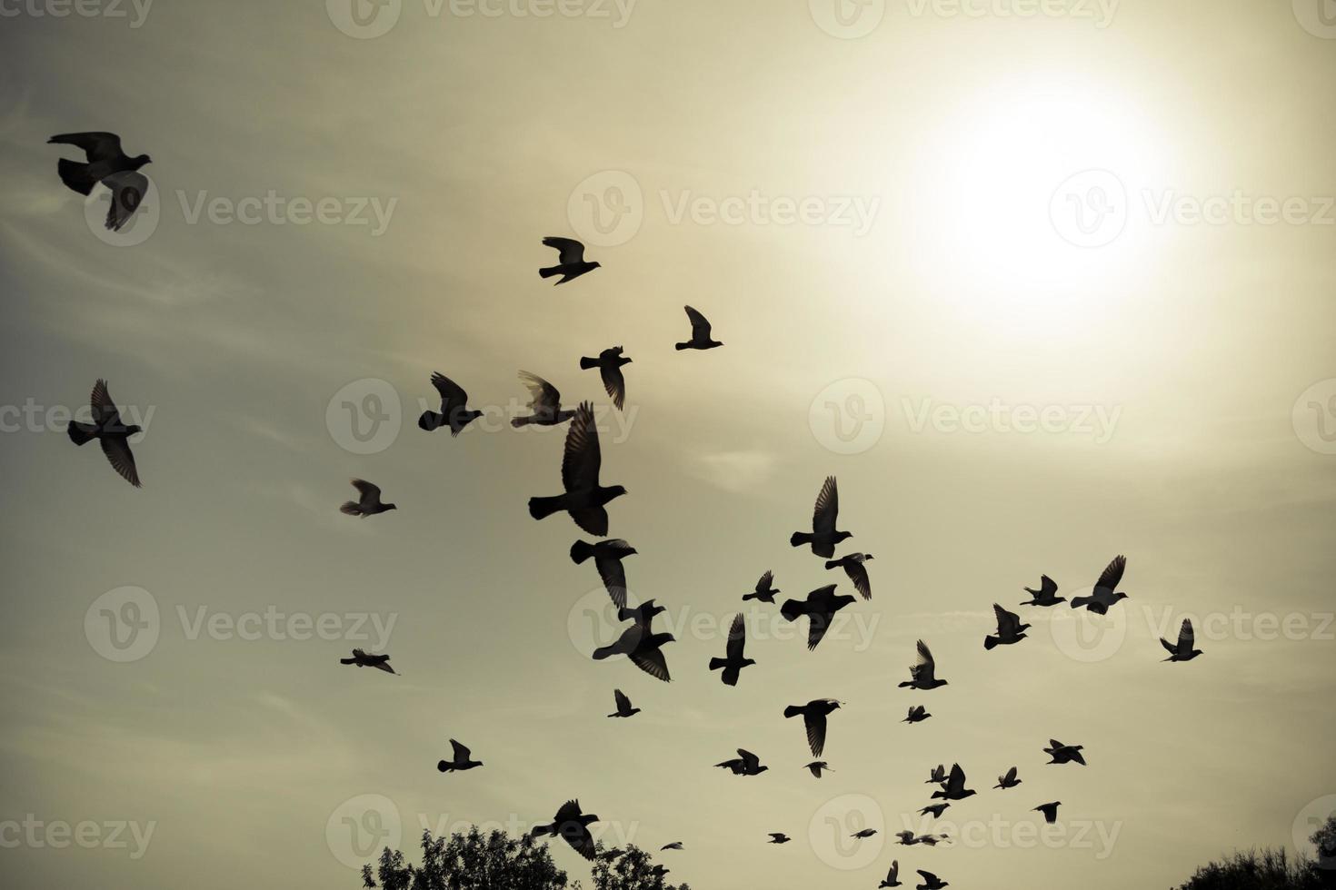 Silhouettes of flying pigeons in the skies photo