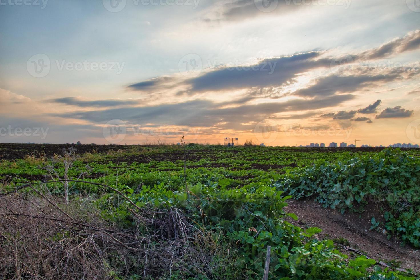 cultivos que crecen en un campo en el campo durante la puesta de sol foto