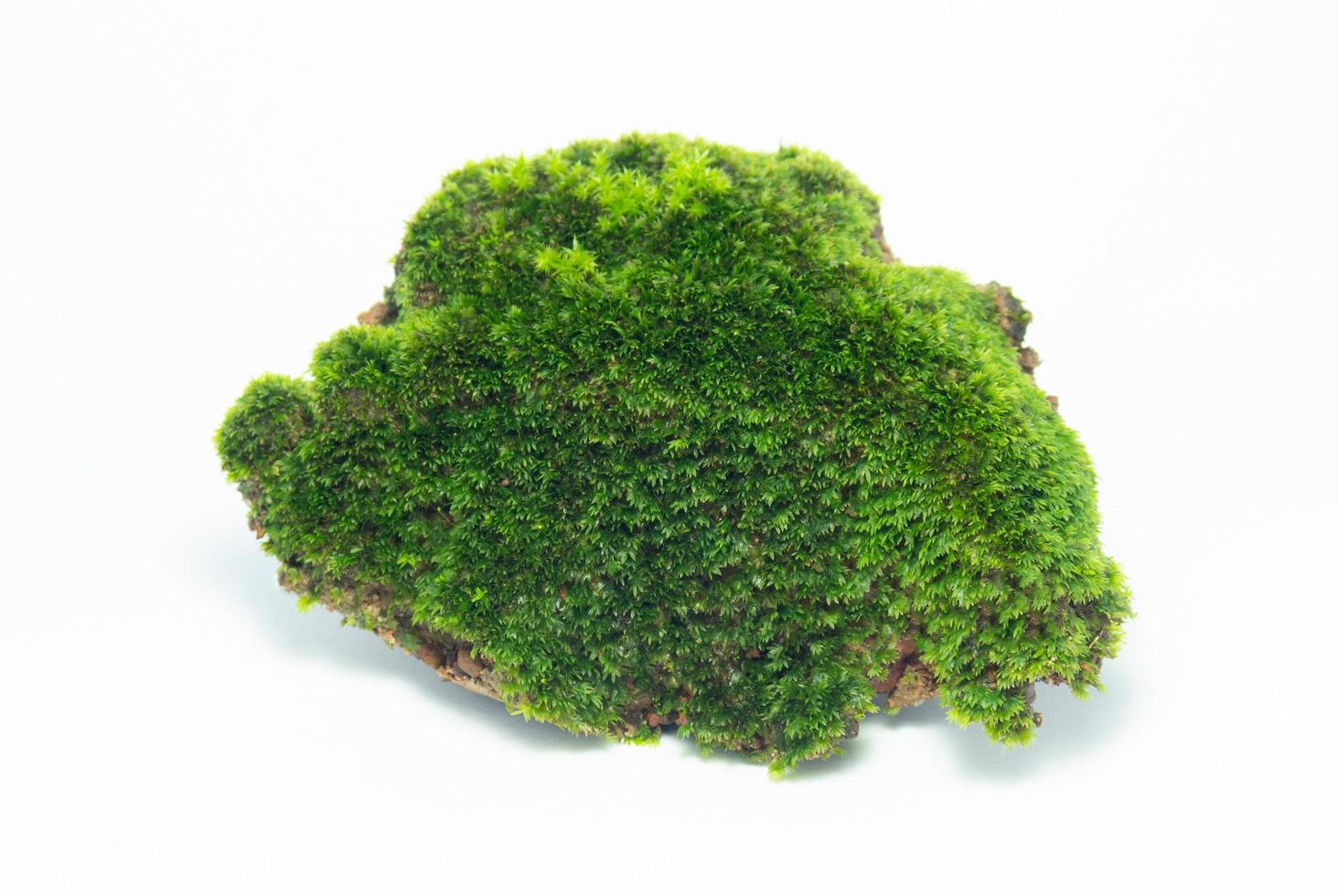 one green moss isolated on white background. They were born on a rocky outcropping in the middle of a tropical rain forest. photo