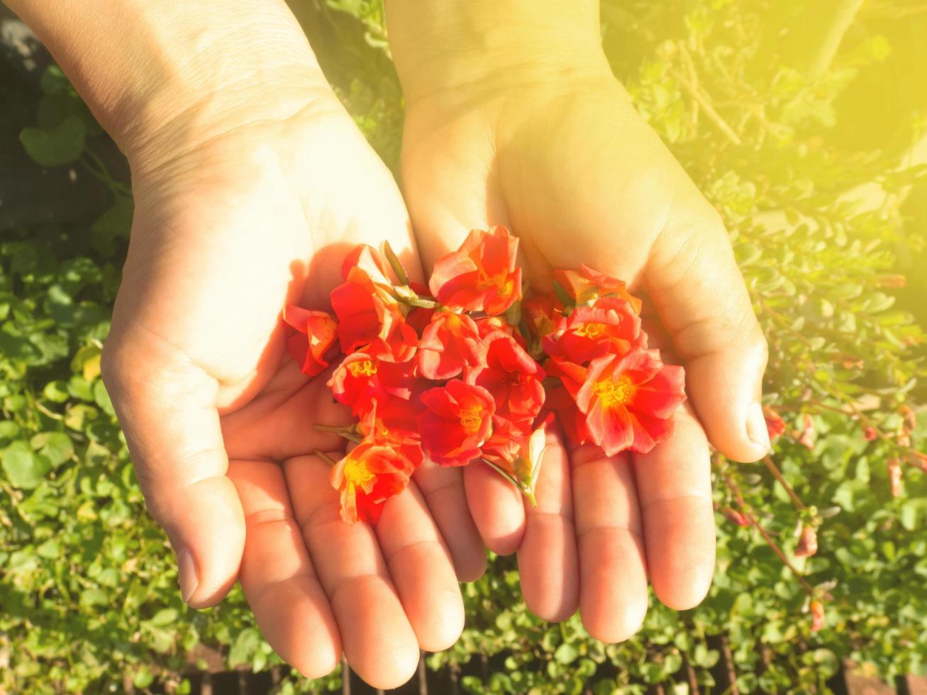 una mujer sostiene una flor de portulaca roja en su palma bajo un romántico efecto de luz al atardecer. concepto de diseño para el cuidado sostenible y ecológico. foto