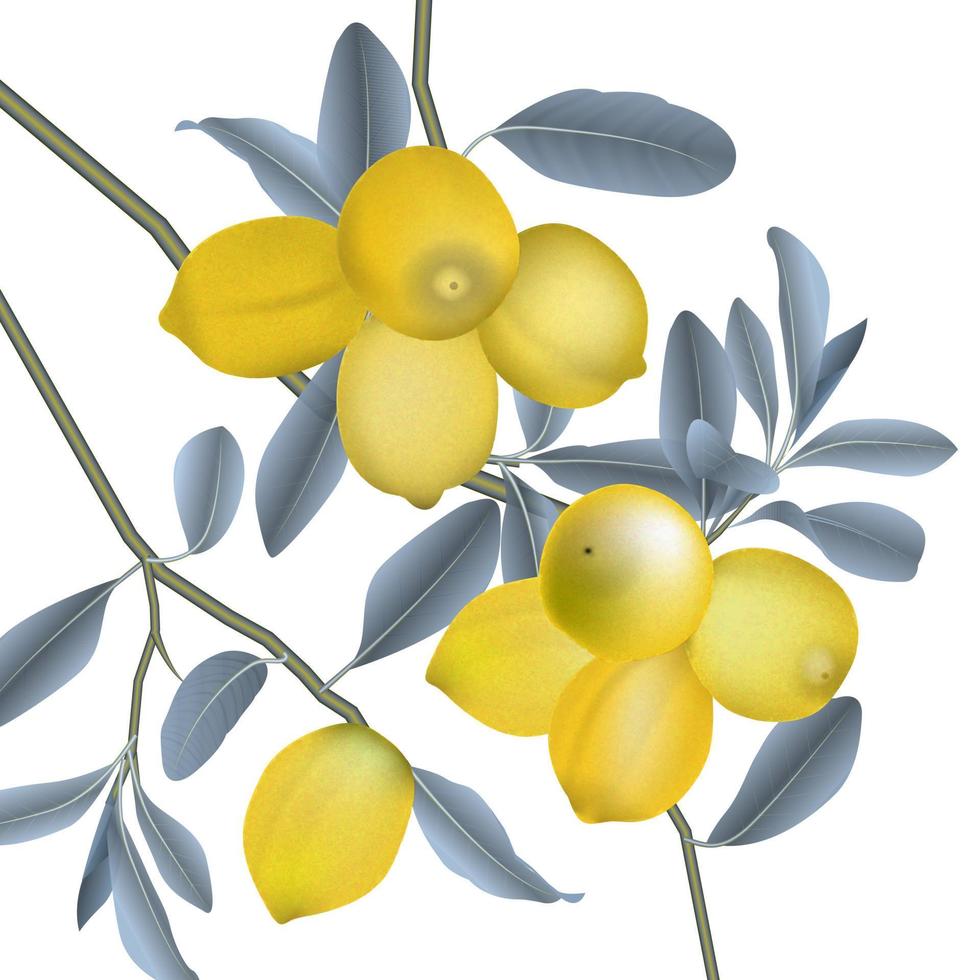 Bunch of fresh ripe lemons on a lemon tree branch vector