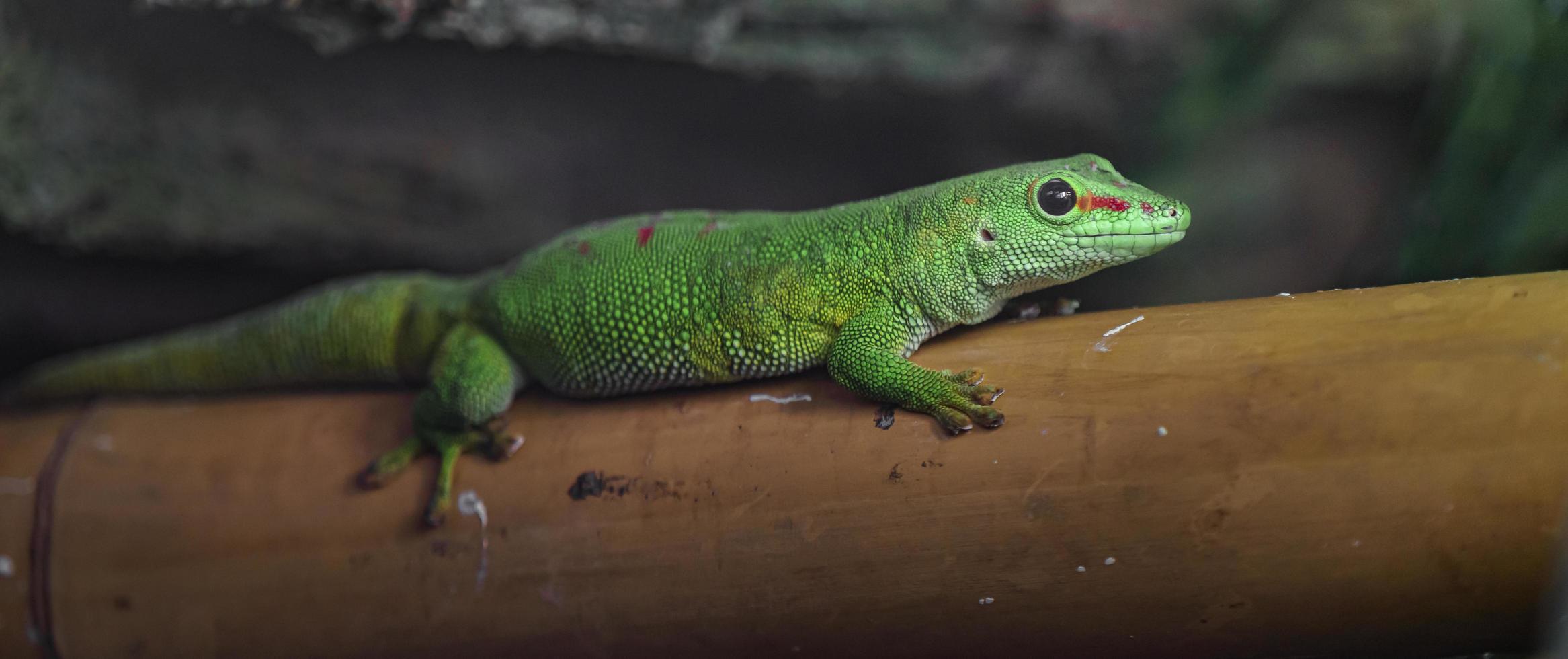 Phelsuma grandis on bamboo photo