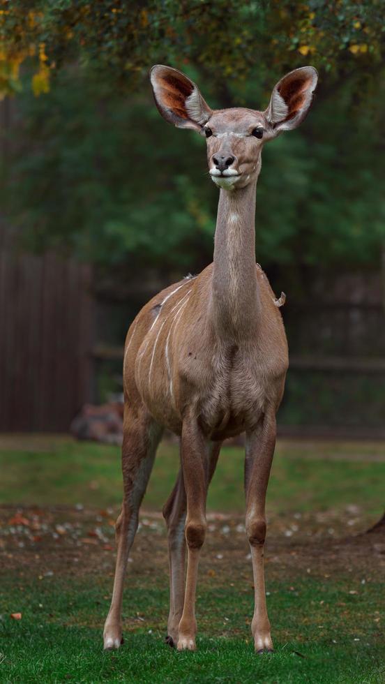 Greater kudu in zoo photo