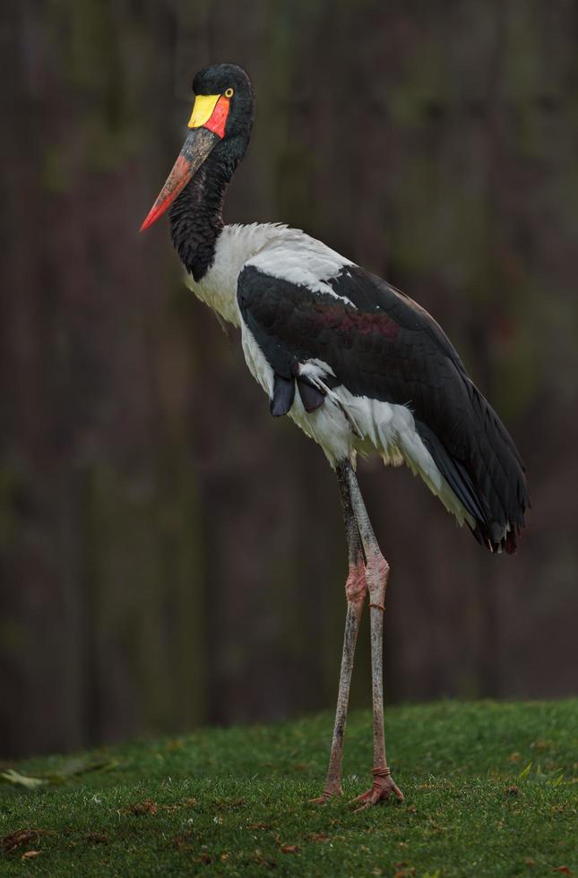 Saddle billed stork photo