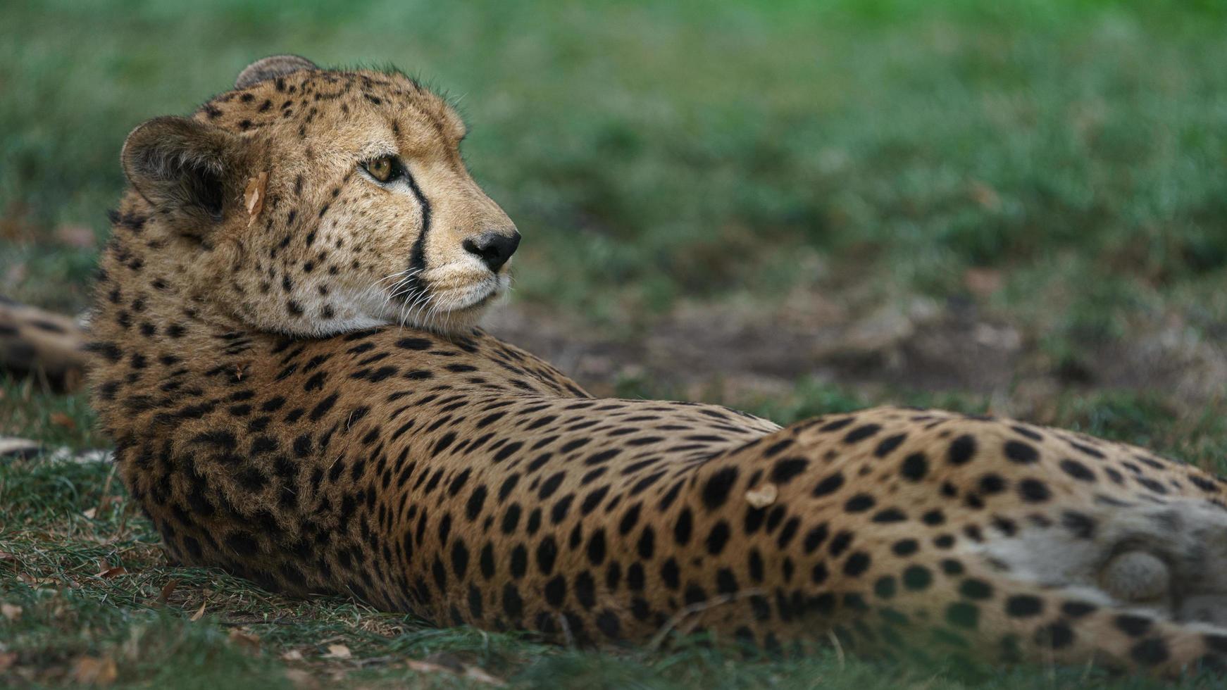 guepardo descansando después del almuerzo foto
