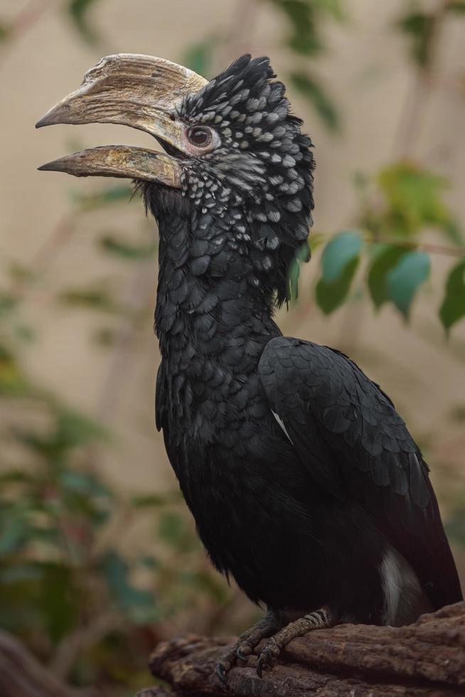 Silvery cheeked hornbill photo