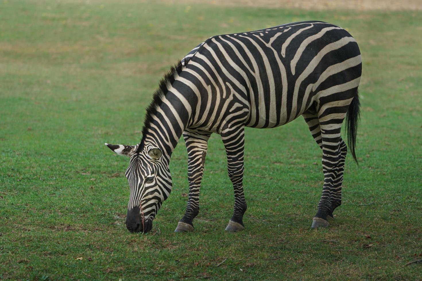 plains-zebra-eating-grass-3691109-stock-photo-at-vecteezy