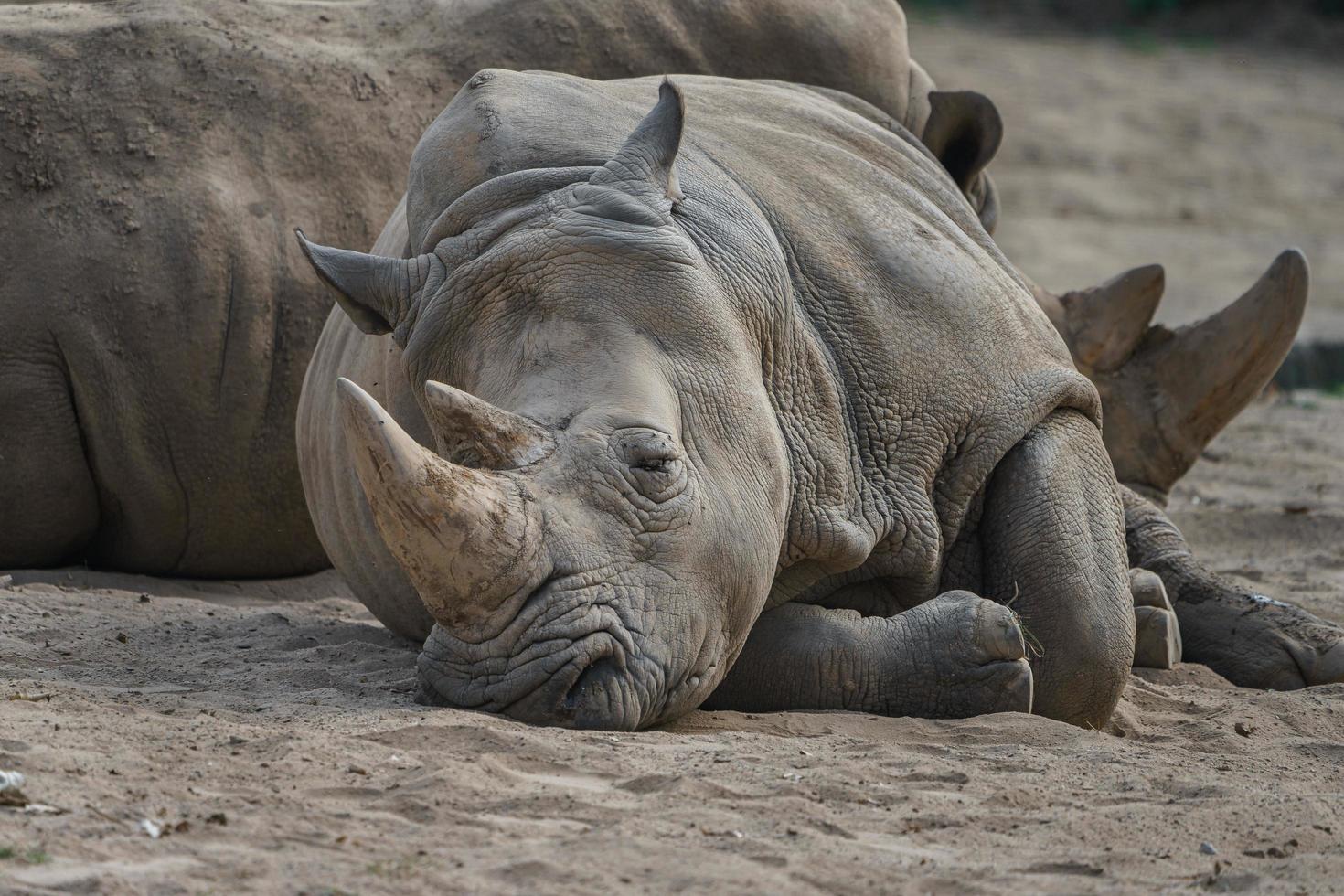 rinoceronte blanco descansando foto