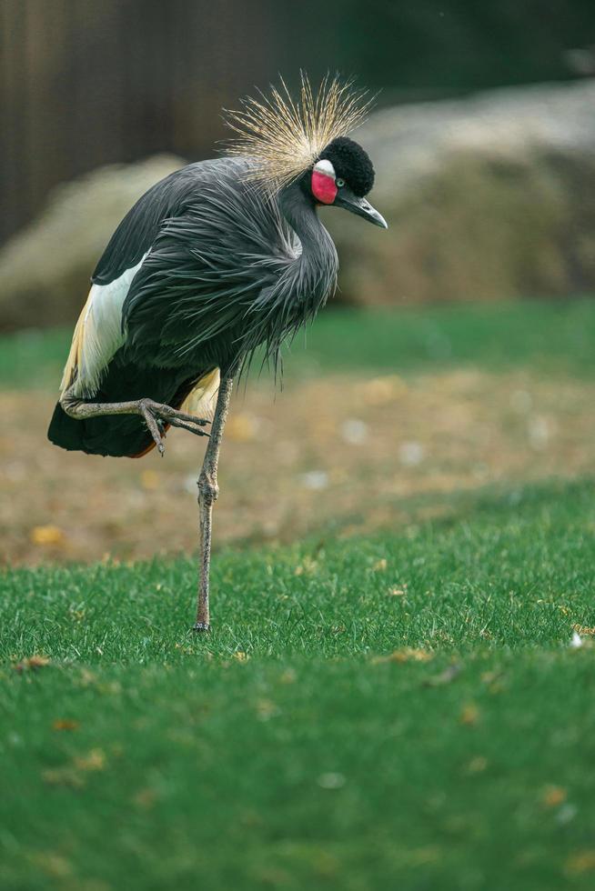 Grey crowned crane photo