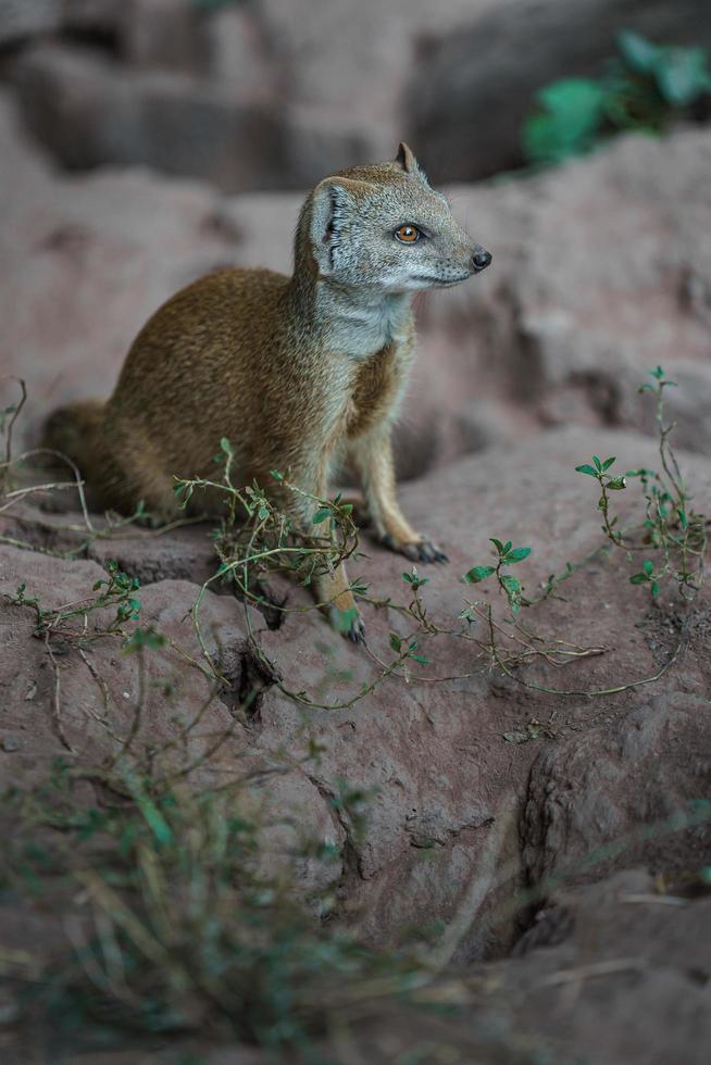 Yellow mongoose on rock photo