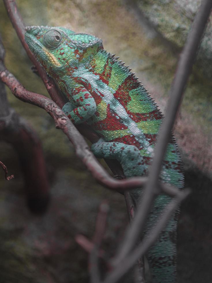 Panther chameleon on branch photo