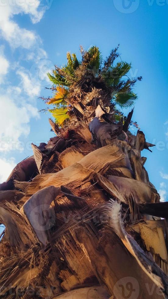 Date palm tree from below photo