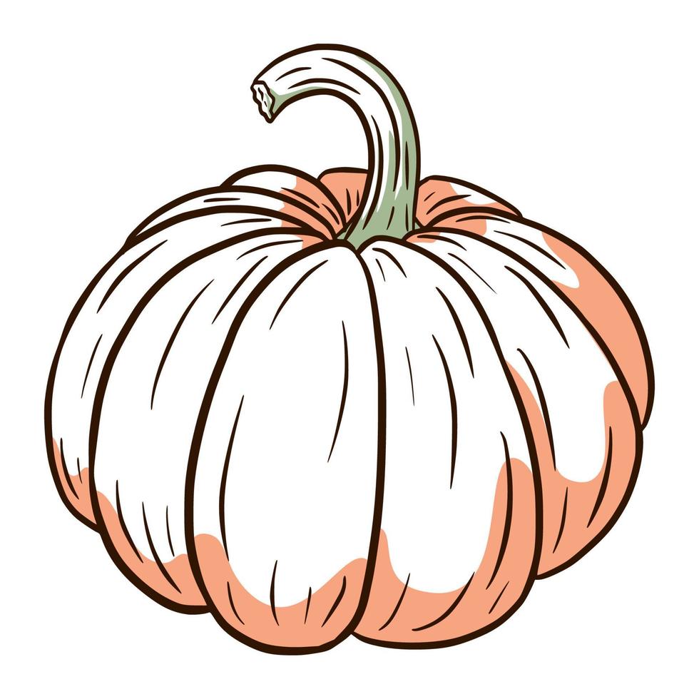 Ripe Pumpkin Image. Autumn Food Illustration. Fresh squash sketch. Element for autumn decorative design, halloween invitation, harvest, sticker, print, logo, menu, recipe vector