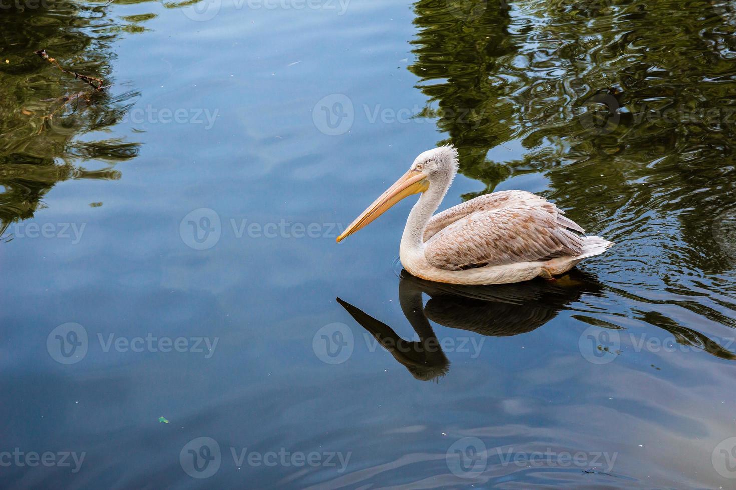 Pelican floating in the lake photo