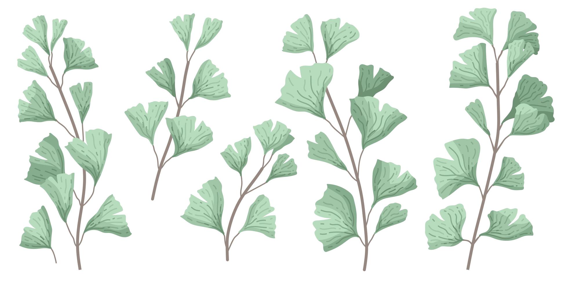 Ginkgo biloba known as the ginko or gingko leaves vector