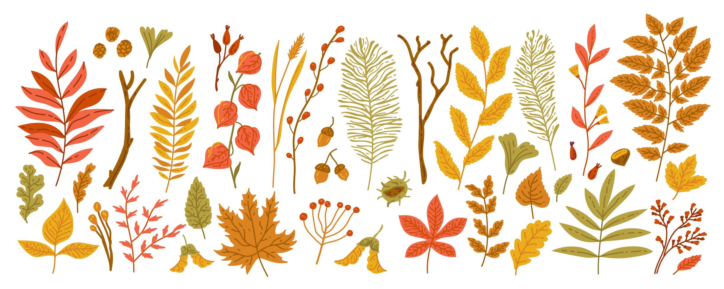 Autumn leaves and branches with berries, acorns, cones vector