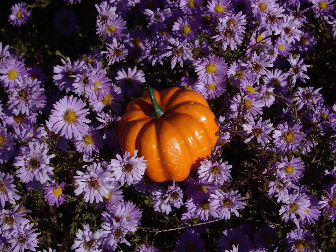 Autumn pumpkin on a background of blue flowers for halloween photo