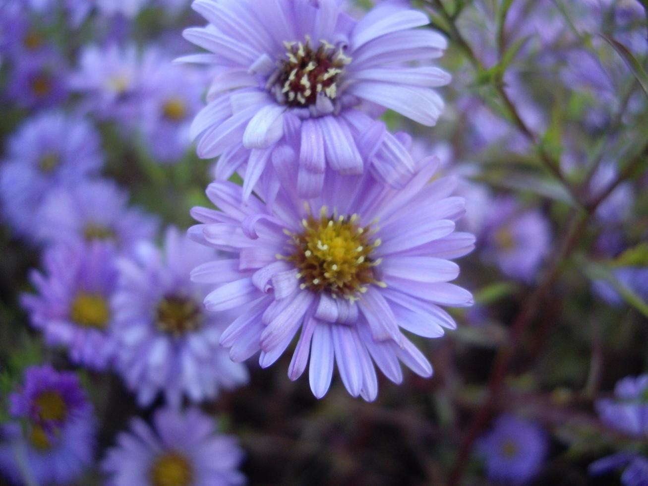 Autumn flowers in the sun in the garden photo