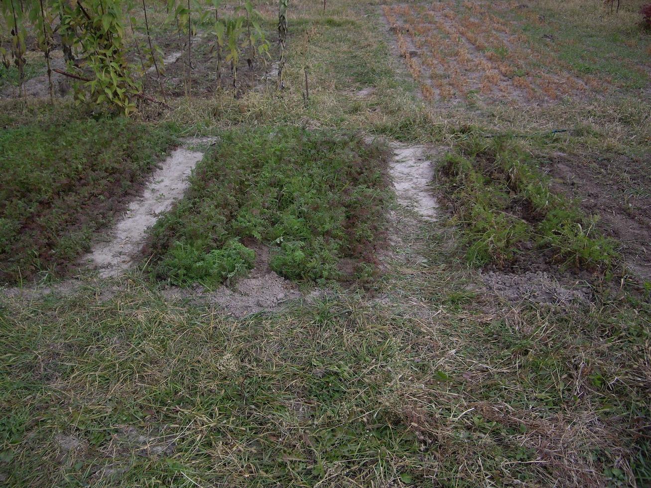 Los jóvenes siderates otoñales crecieron en el jardín. foto