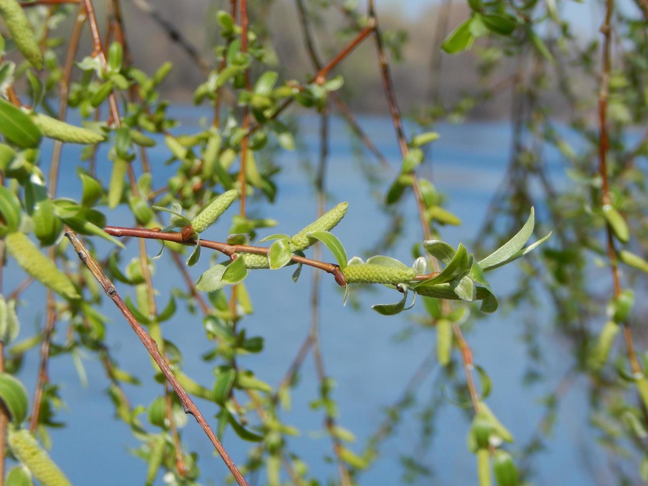 riñón en los árboles plantas de primavera foto