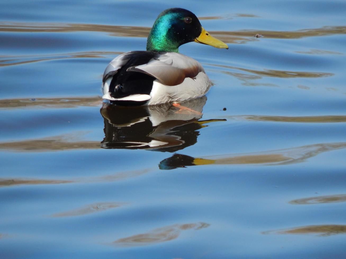 patos nadando en el agua foto