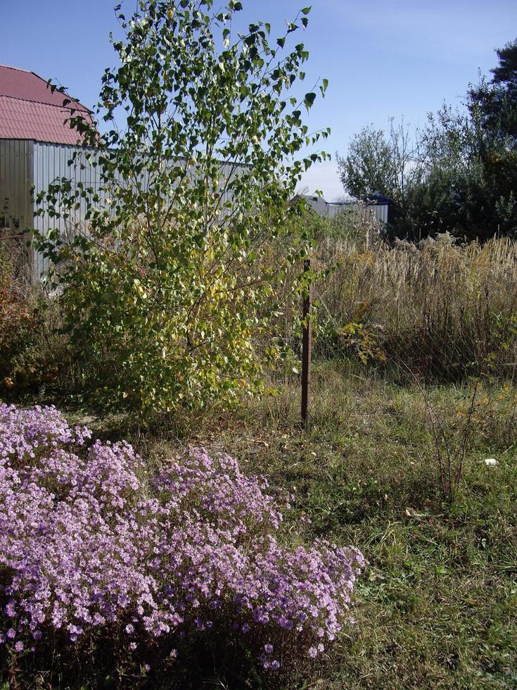 Young autumn trees and bushes on the plot photo