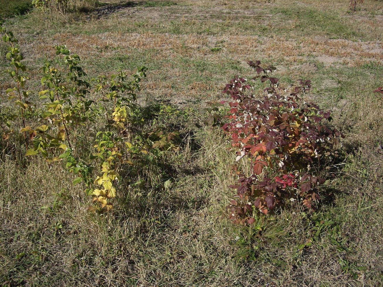 Young autumn trees and bushes on the plot photo