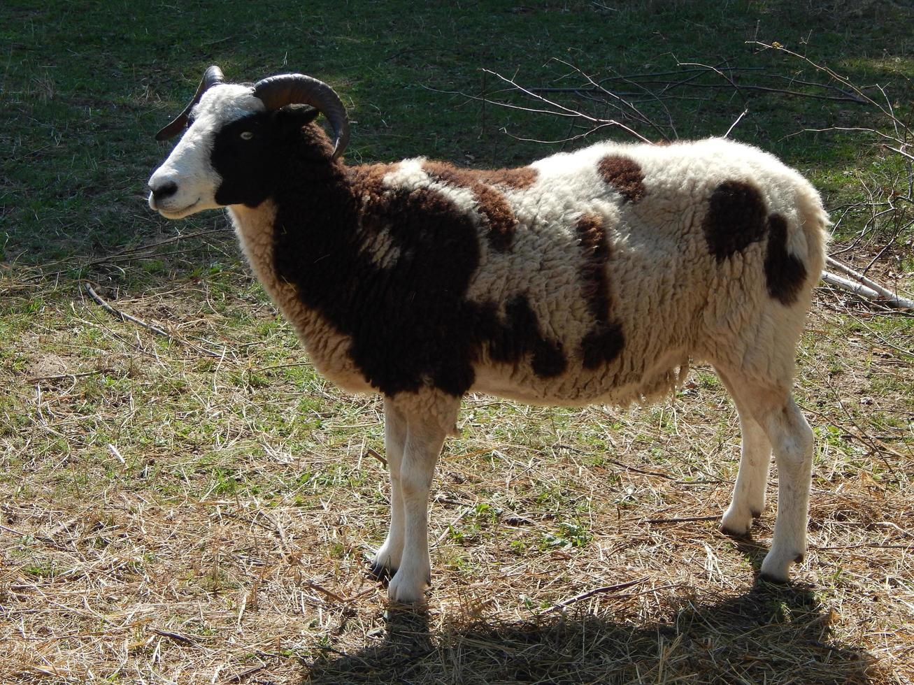 Sheep grazing in a paddock on a pasture in a herd photo