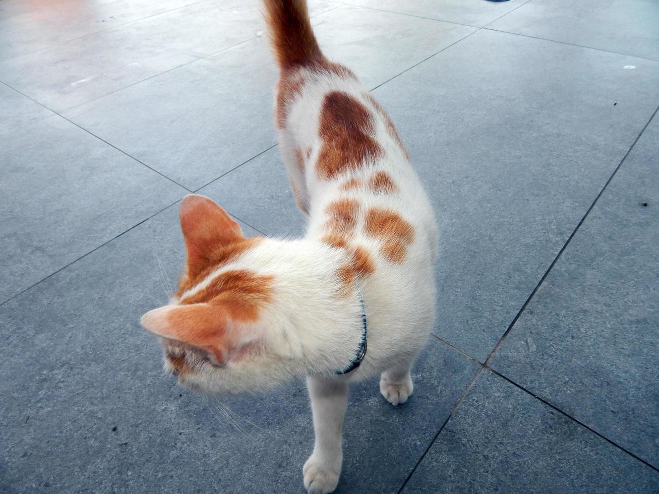 Cats in the resort town of Marmaris in Turkey photo