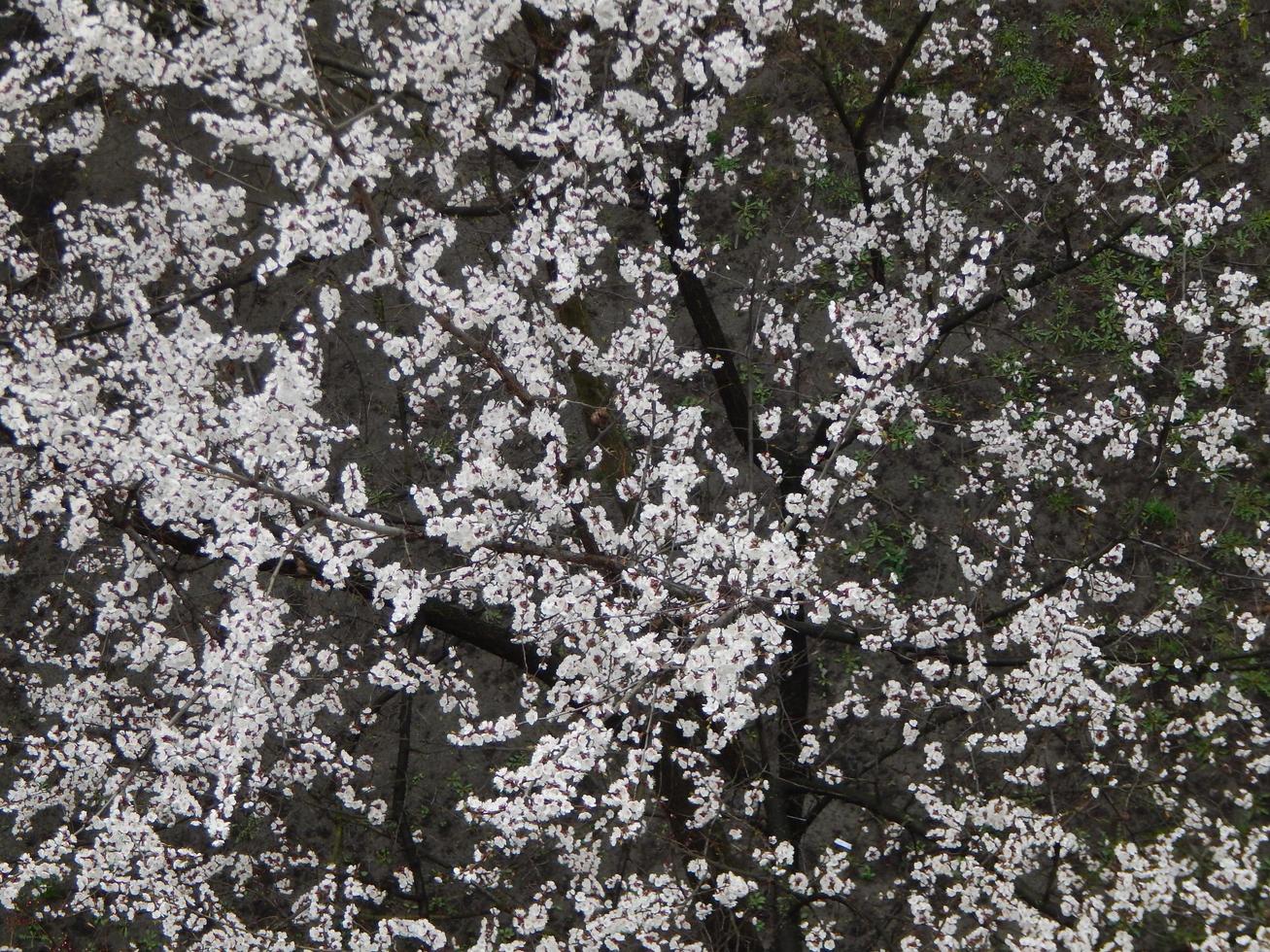 Spring trees bloom after rain photo
