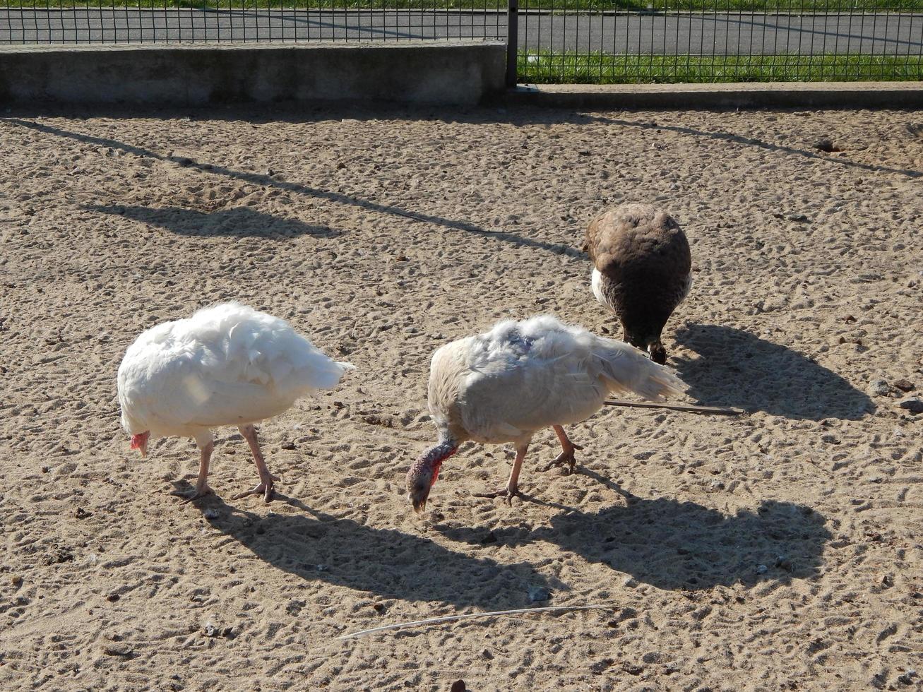 Birds in the garden and park are floating on the water photo