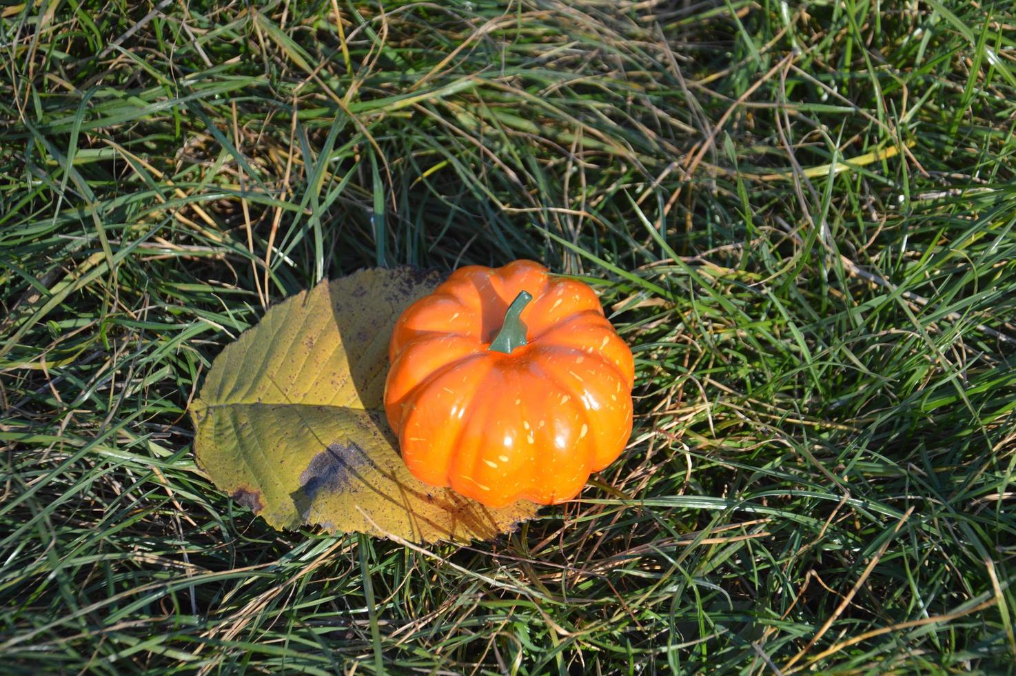 Small autumn pumpkin for halloween in the forest photo