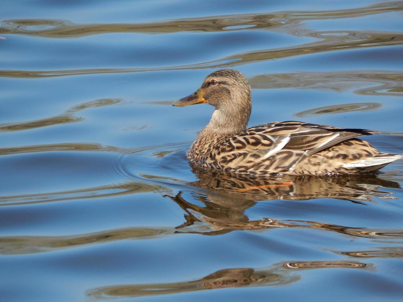 patos nadando en el agua foto