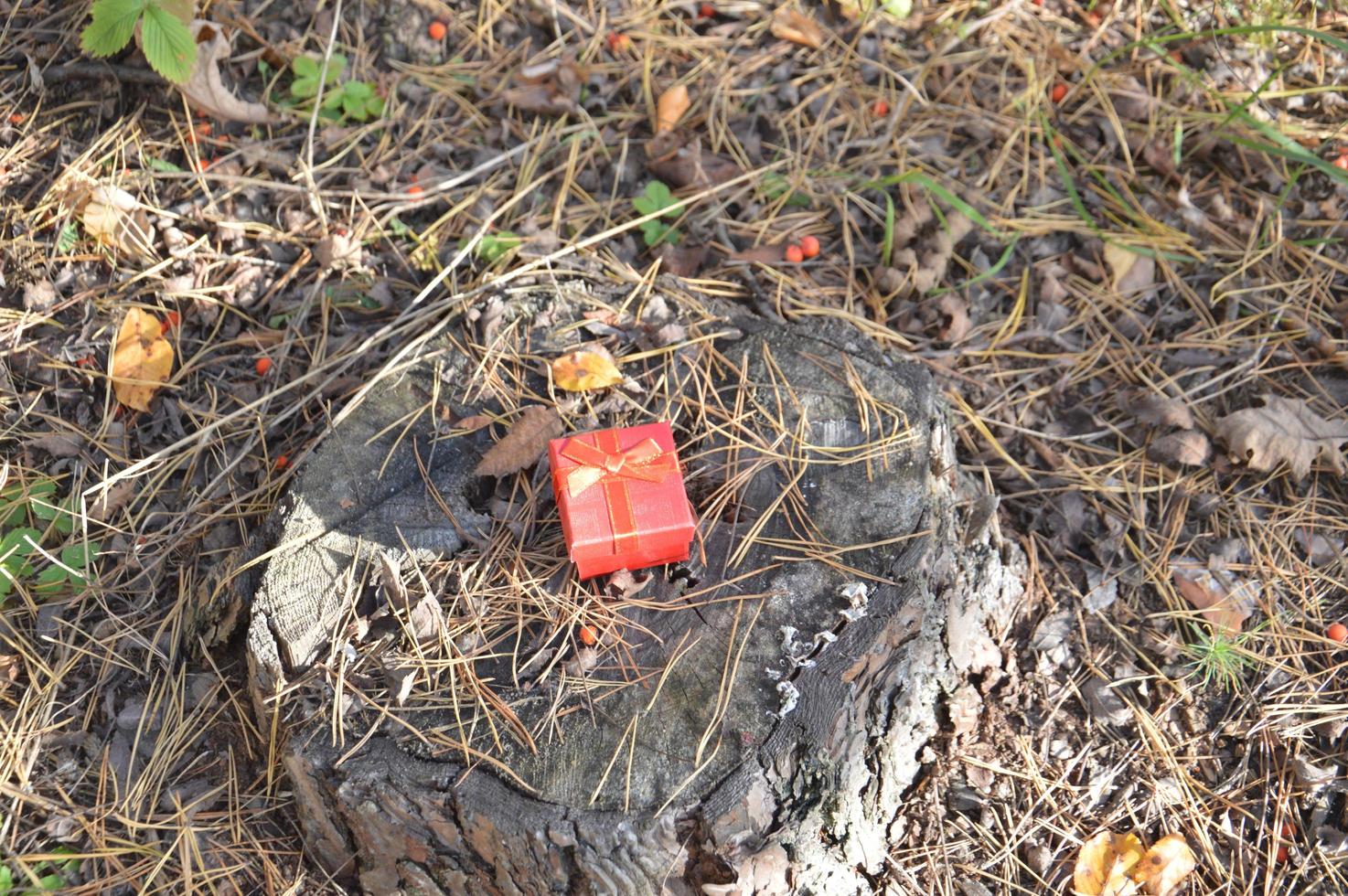 pequeña caja de regalo roja en el bosque foto