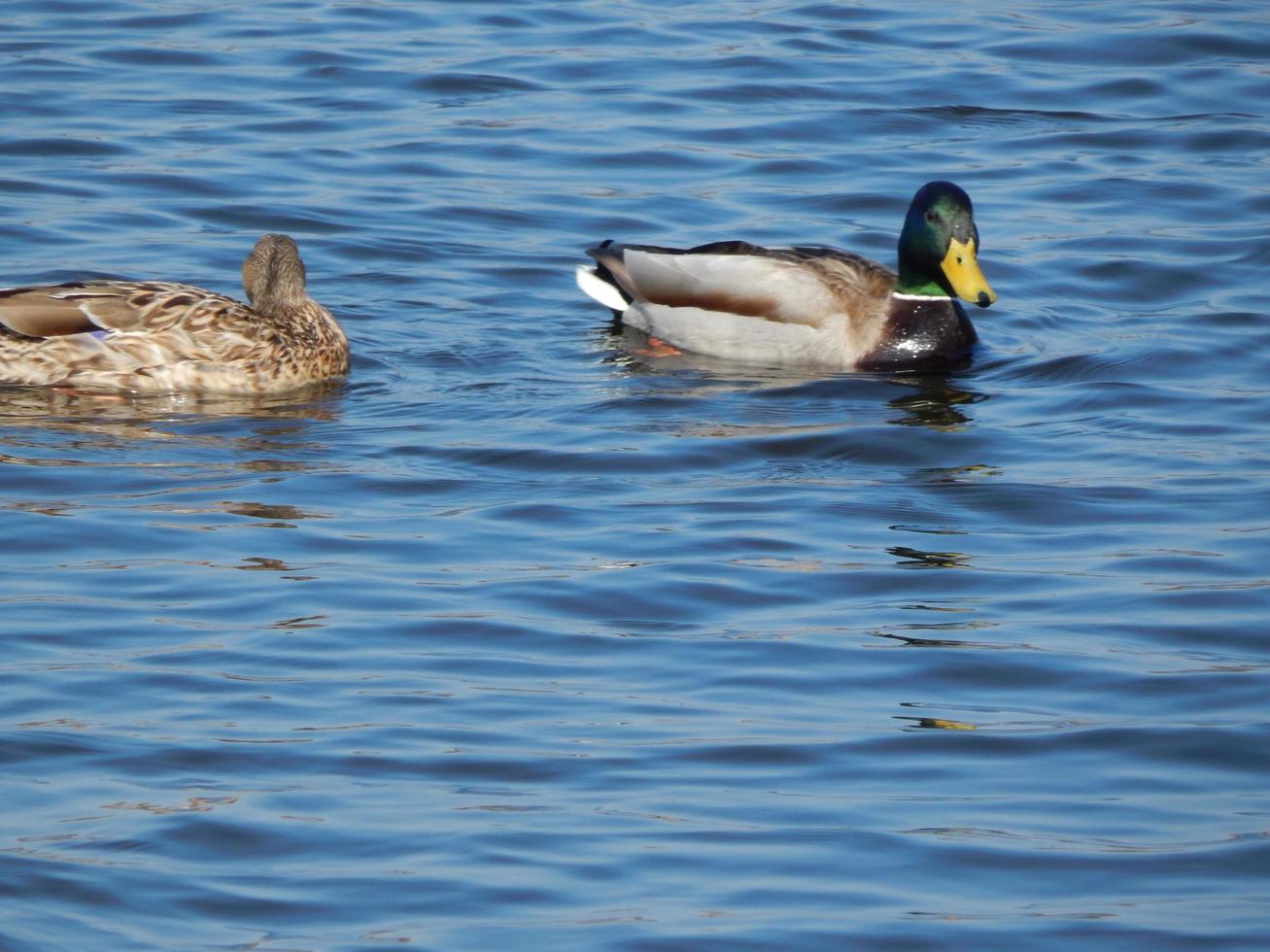 patos nadando en el agua foto