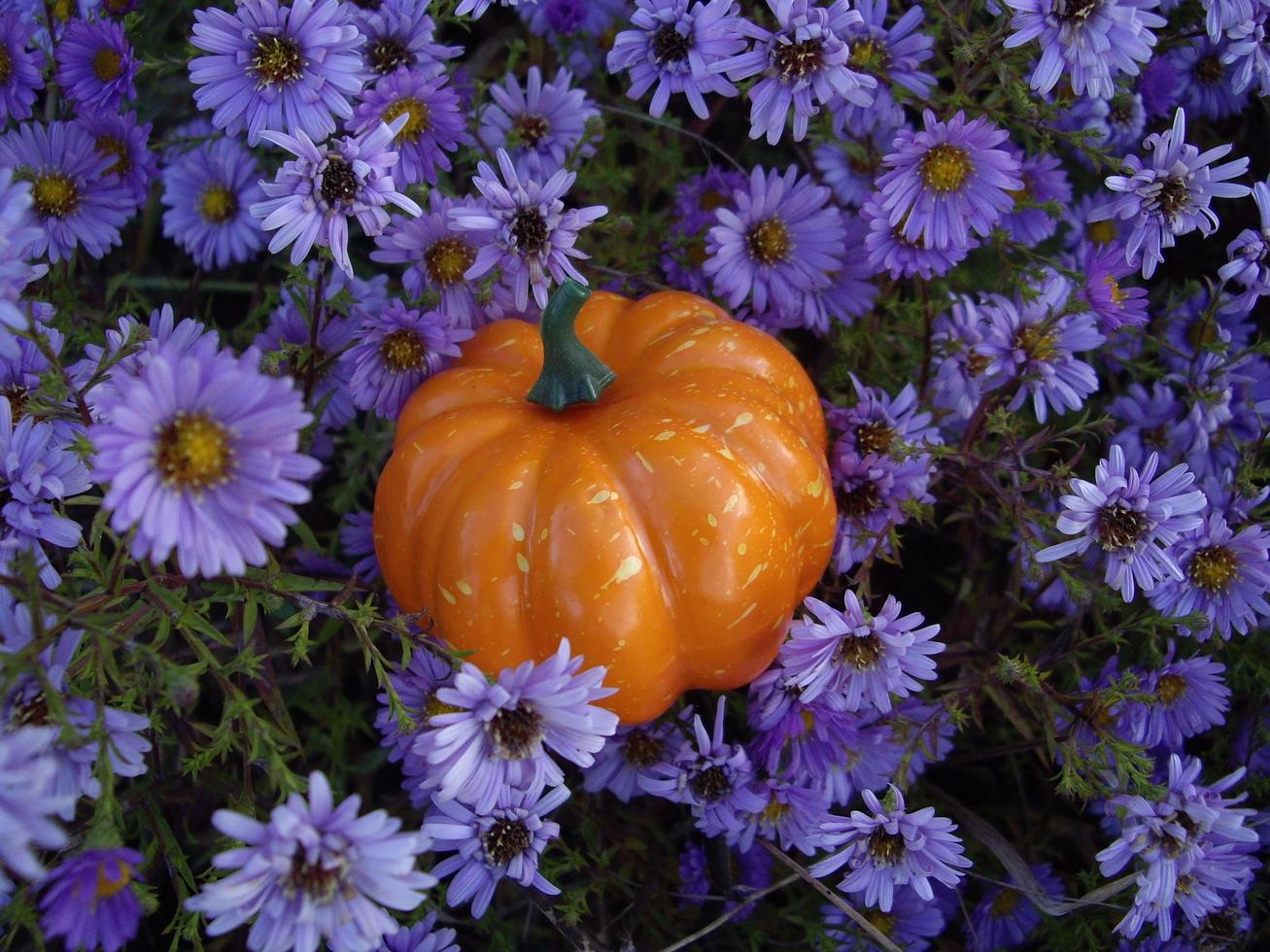 Autumn pumpkin on a background of blue flowers for halloween photo