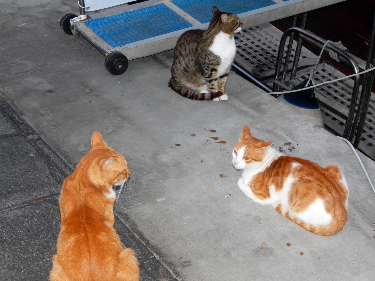 Cats in the resort town of Marmaris in Turkey photo
