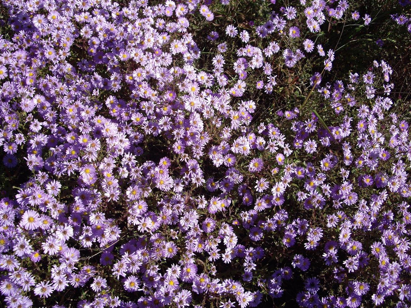 flores de otoño bajo el sol en el jardín foto