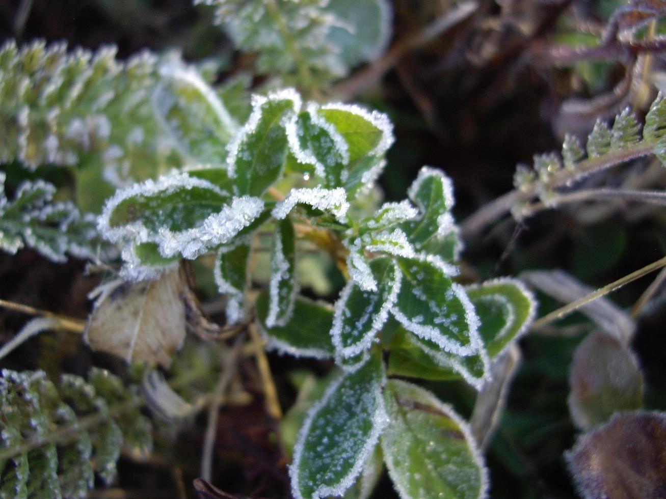 Petals of plants and herbs in the autumn season photo