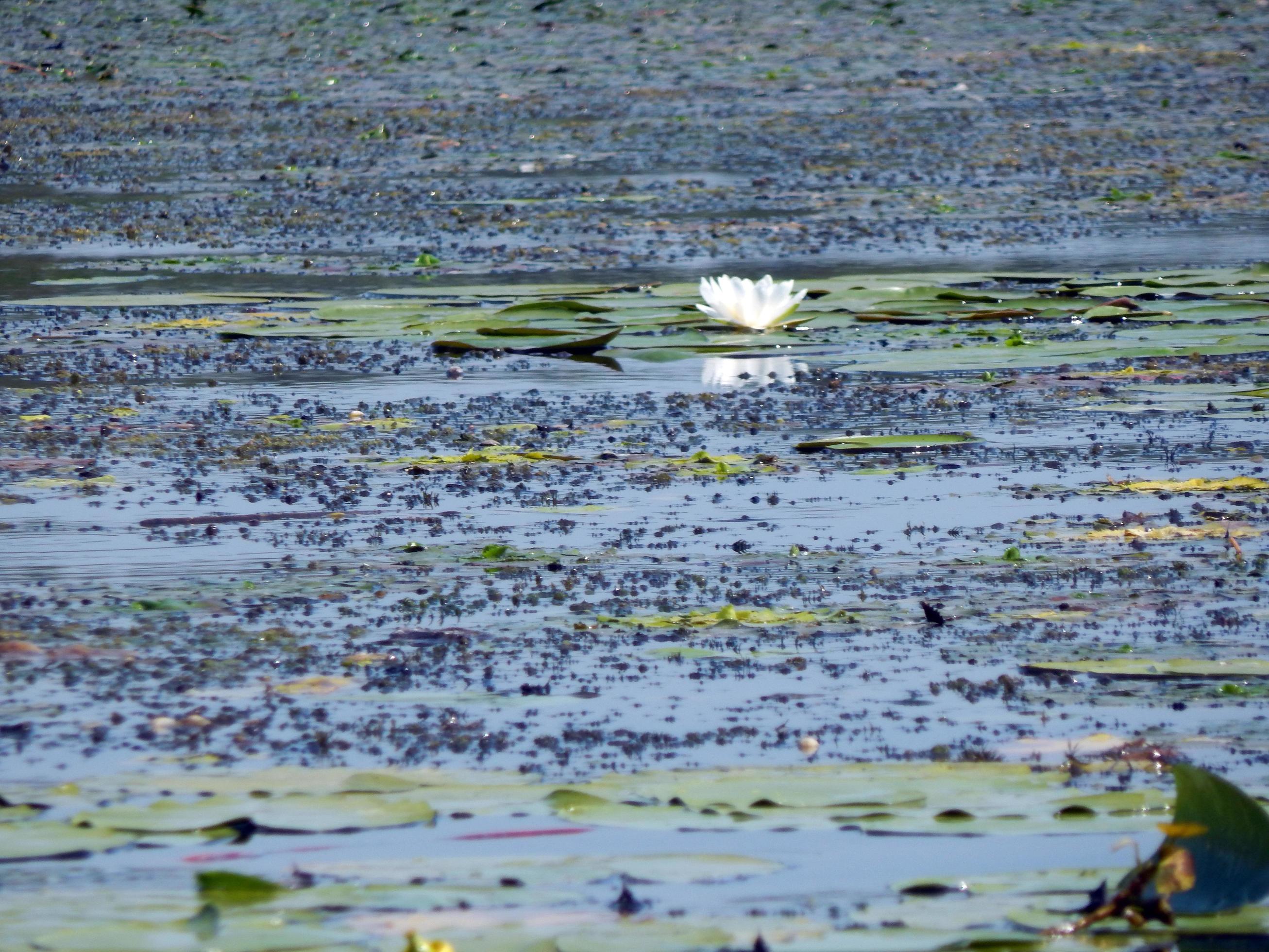 Water lilies float on water with lily flowers 3693570 Stock Photo at