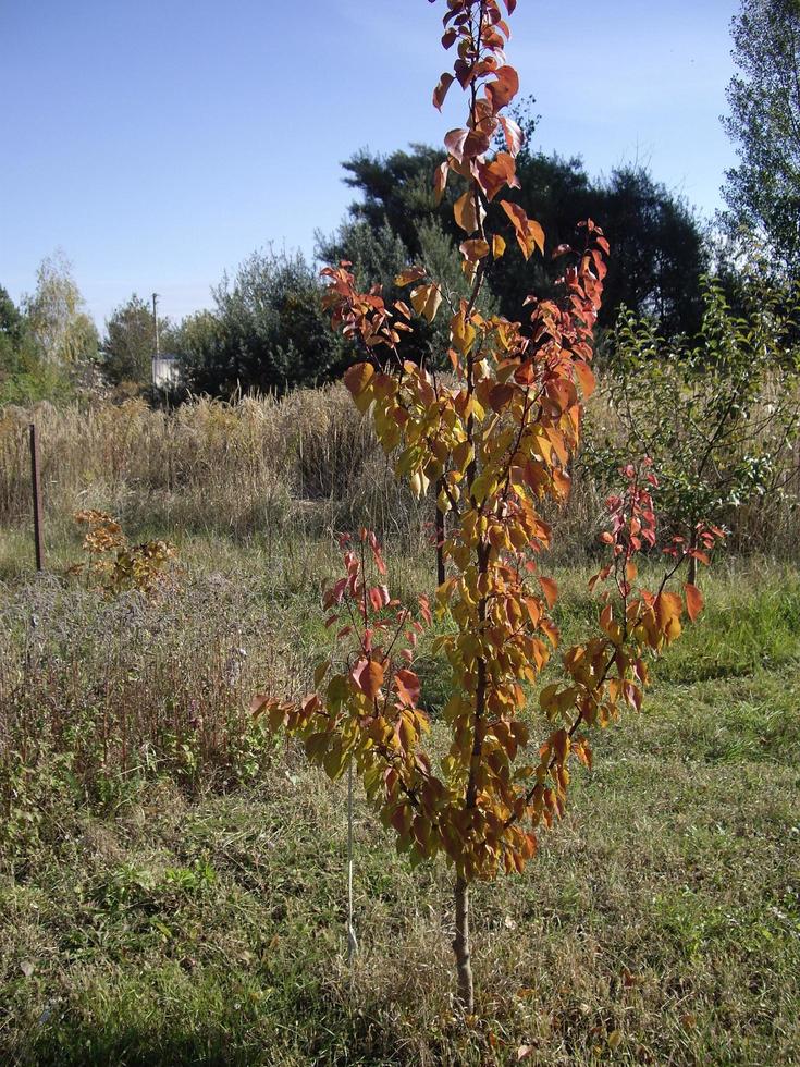 Young autumn trees and bushes on the plot photo