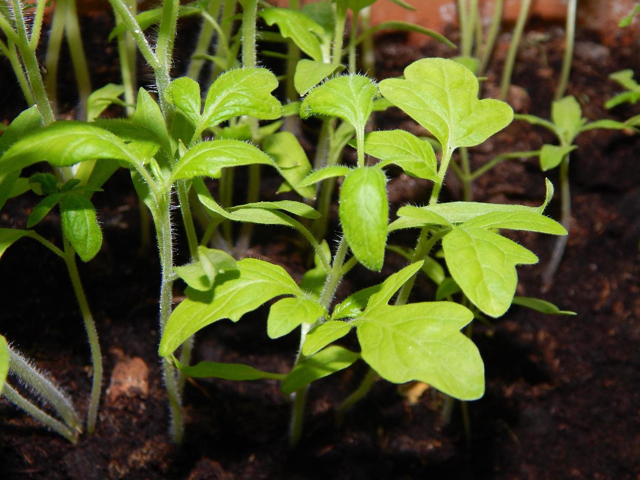 Plant bushes grown in a pot close-up photo