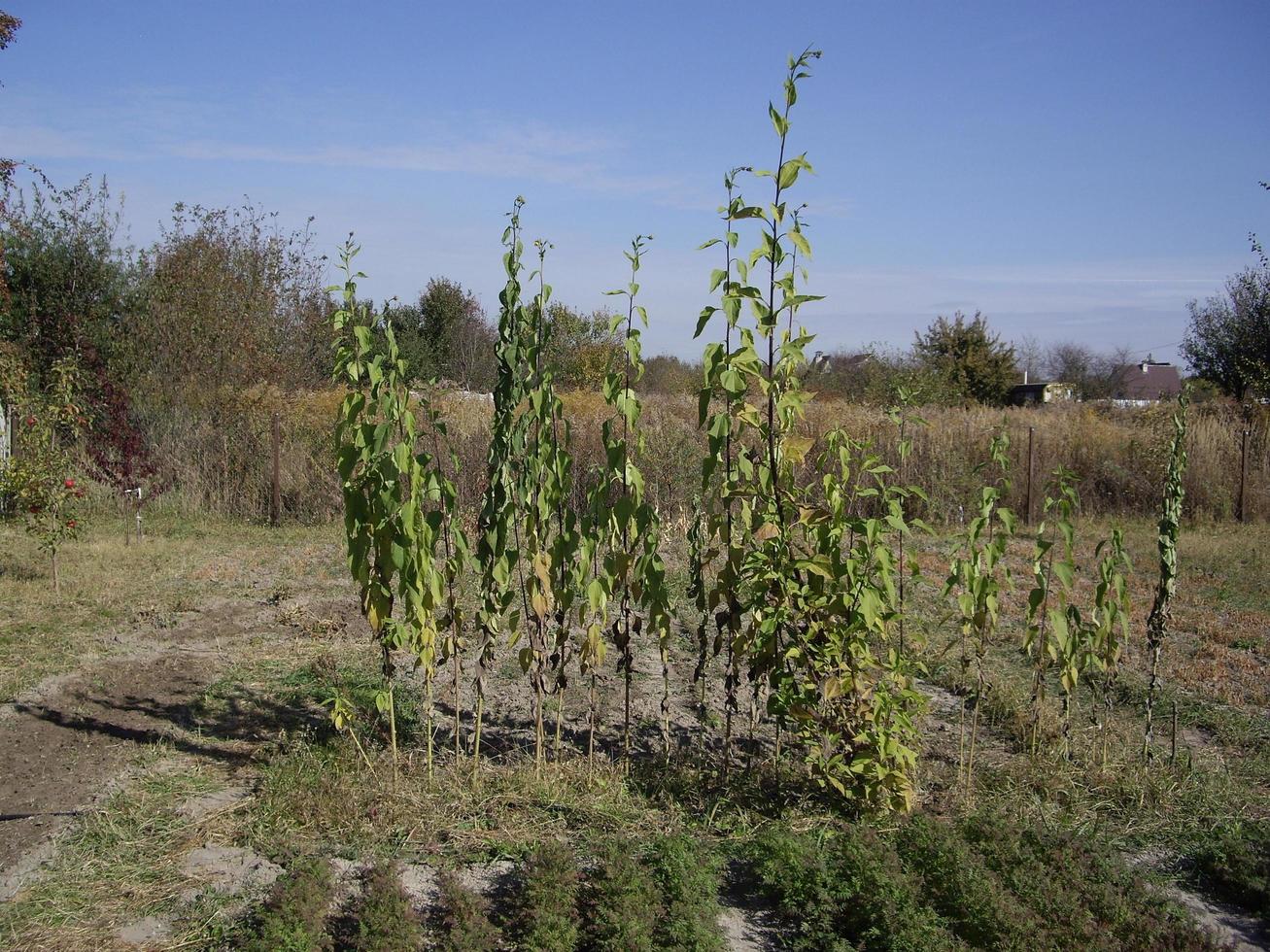 Young autumn trees and bushes on the plot photo