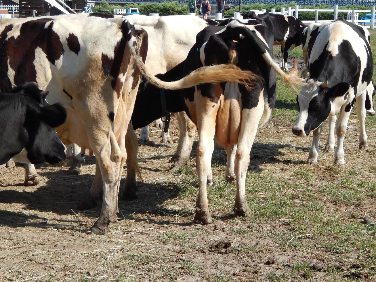 Cows grazing in a paddock on a pasture in a herd photo