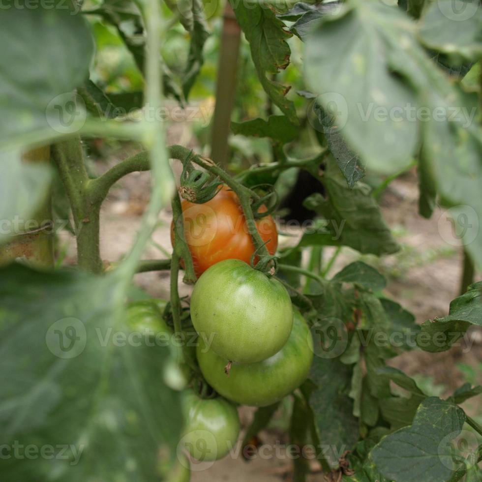 tomates rojos y verdes foto