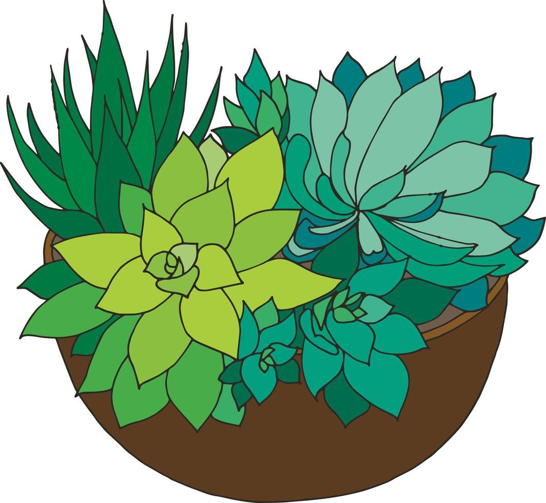 Succulents in a pot. Composition of succulents. vector