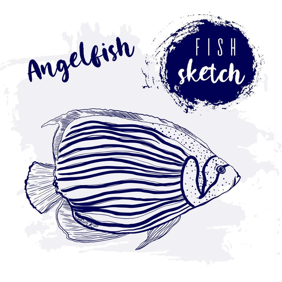 Vintage animal angelfish marine sketch.Retro line style.Hand drawn underwater.Vector illustration. vector