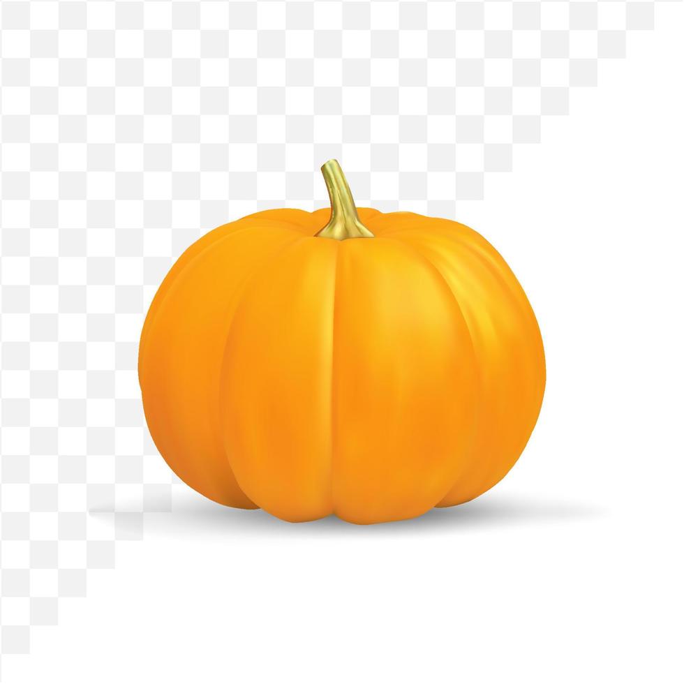 realistic pumpkin isolated vector